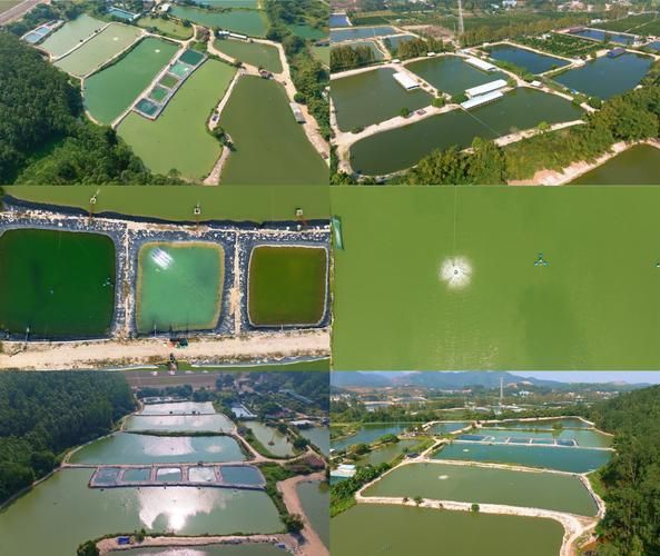 阜陽水族批發市場有哪些知名商戶？，阜陽水族批發市場和祥龍魚場品牌營銷有哪些