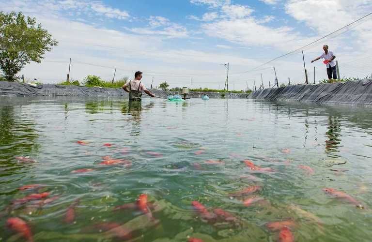 山州觀賞魚批發市場是一個集觀賞魚養殖、銷售和交易為一體的綜合性市場，涼山州觀賞魚批發市場是一個集觀賞魚養殖、銷售和交易為一體的綜合性市場
