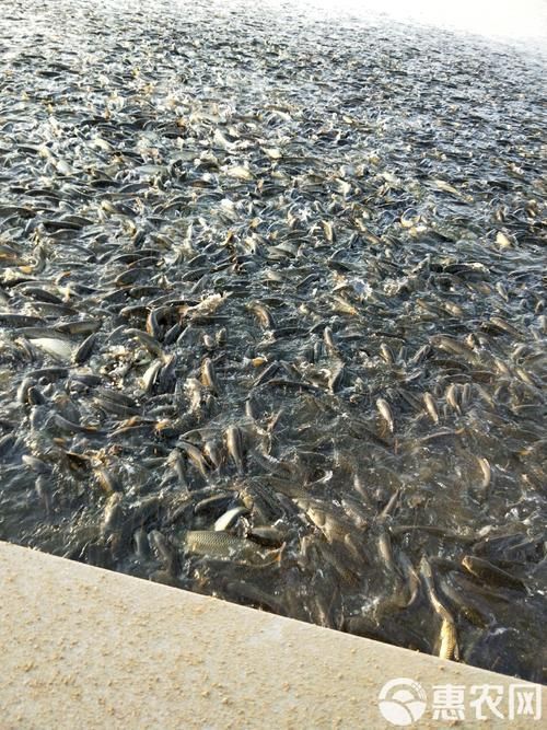 山州觀賞魚批發市場是一個集觀賞魚養殖、銷售和交易為一體的綜合性市場，涼山州觀賞魚批發市場是一個集觀賞魚養殖、銷售和交易為一體的綜合性市場