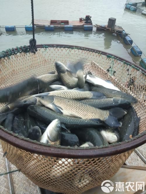 山州觀賞魚批發市場是一個集觀賞魚養殖、銷售和交易為一體的綜合性市場，涼山州觀賞魚批發市場是一個集觀賞魚養殖、銷售和交易為一體的綜合性市場