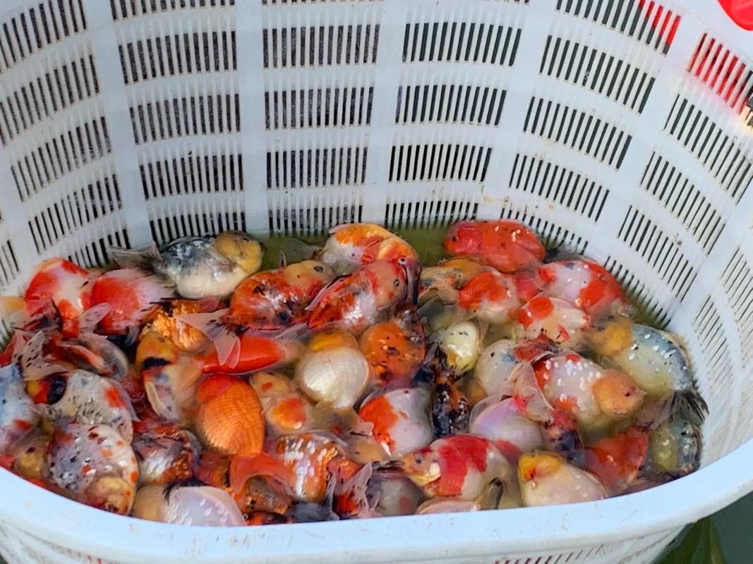 山州觀賞魚批發市場是一個集觀賞魚養殖、銷售和交易為一體的綜合性市場，涼山州觀賞魚批發市場是一個集觀賞魚養殖、銷售和交易為一體的綜合性市場