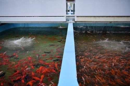 山州觀賞魚批發市場是一個集觀賞魚養殖、銷售和交易為一體的綜合性市場，涼山州觀賞魚批發市場是一個集觀賞魚養殖、銷售和交易為一體的綜合性市場