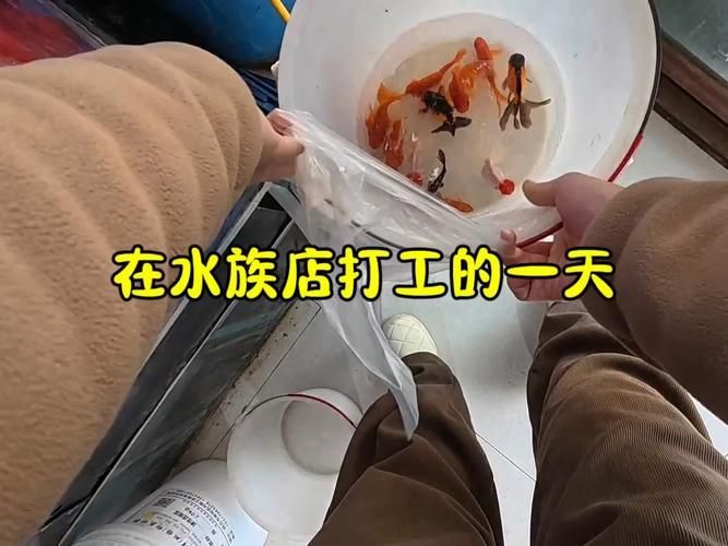 商丘水族批發市場有哪些知名品牌？，商丘水族批發市場和祥龍魚場品牌營銷各有千秋