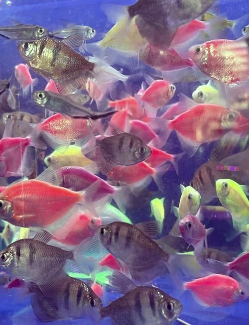 泰安觀賞魚批發(fā)市場位于山東省泰安觀賞魚批發(fā)市場，山東泰安觀賞魚批發(fā)市場