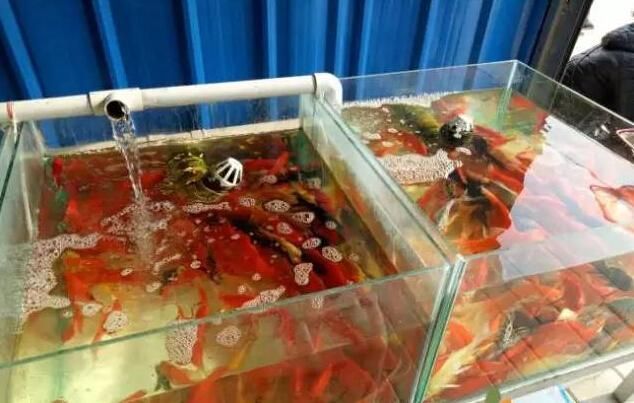 泰安觀賞魚批發(fā)市場位于山東省泰安觀賞魚批發(fā)市場，山東泰安觀賞魚批發(fā)市場