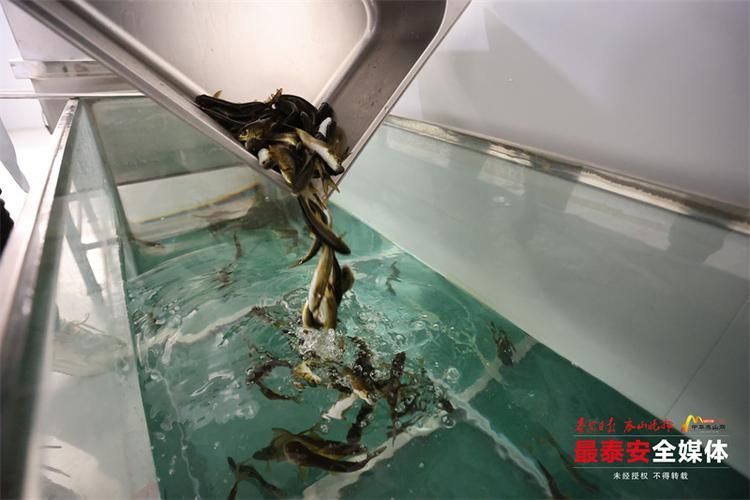 泰安觀賞魚批發(fā)市場位于山東省泰安觀賞魚批發(fā)市場，山東泰安觀賞魚批發(fā)市場