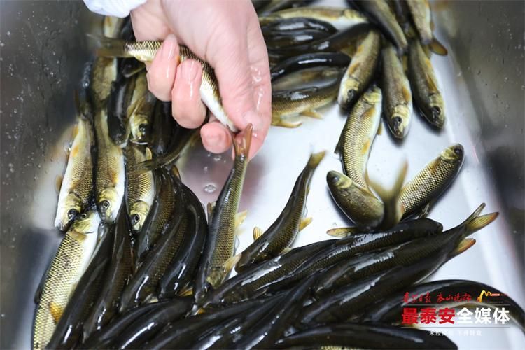 泰安觀賞魚批發市場位于山東省泰安觀賞魚批發市場，山東泰安觀賞魚批發市場