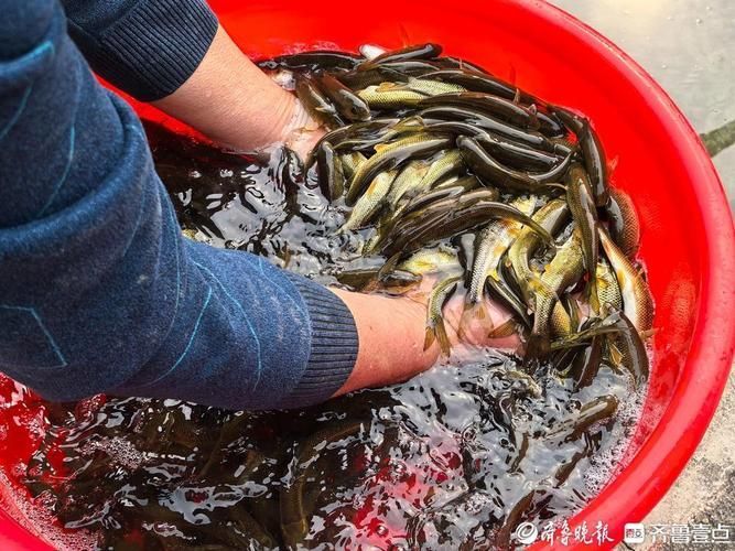 泰安觀賞魚批發市場位于山東省泰安觀賞魚批發市場，山東泰安觀賞魚批發市場