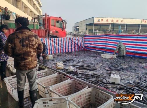 荊州水族批發市場的潛力是什么祥龍魚場的品牌定位是什么，湖北荊州水族批發市場