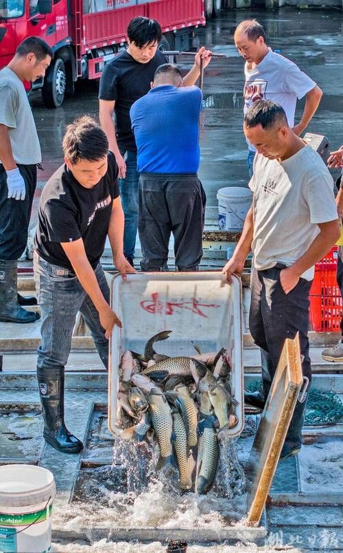 荊州水族批發市場的潛力是什么祥龍魚場的品牌定位是什么，湖北荊州水族批發市場