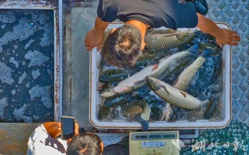 荊州水族批發市場的潛力是什么祥龍魚場的品牌定位是什么，湖北荊州水族批發市場