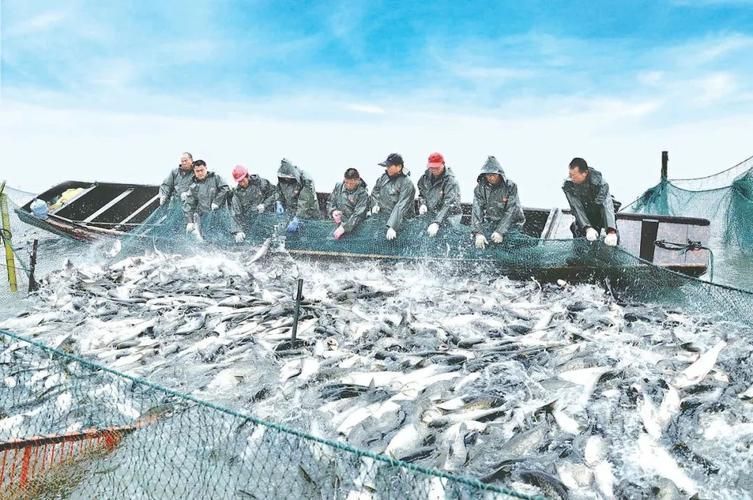 荊州水族批發市場的潛力是什么祥龍魚場的品牌定位是什么，湖北荊州水族批發市場