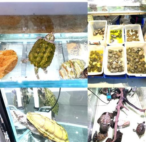 沈陽觀賞魚批發市場的優勢，沈陽市觀賞魚批發市場