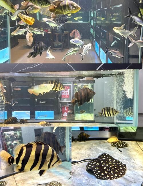 沈陽觀賞魚批發市場的優勢，沈陽市觀賞魚批發市場