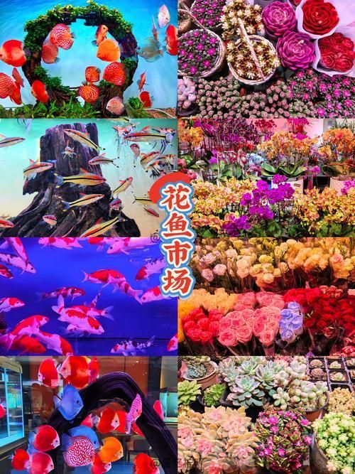 沈陽觀賞魚批發市場的優勢，沈陽市觀賞魚批發市場
