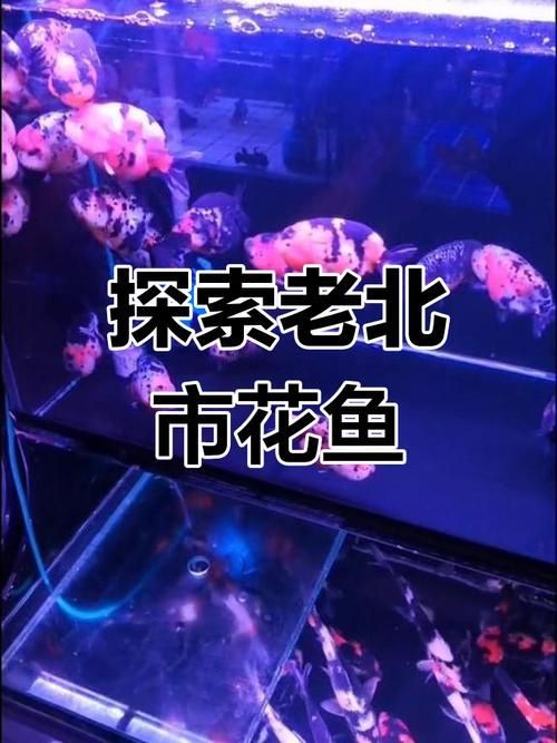 沈陽觀賞魚批發市場的優勢，沈陽市觀賞魚批發市場