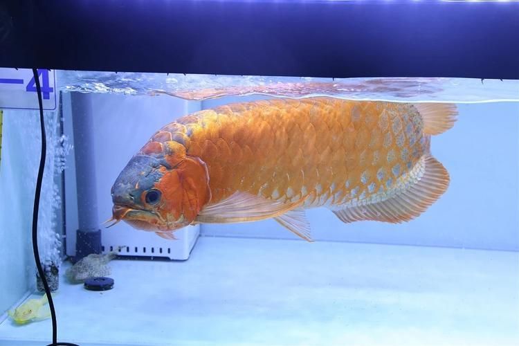 南昌龍魚批發(fā)市場有哪些知名商戶？，南昌龍魚市場商戶對比表