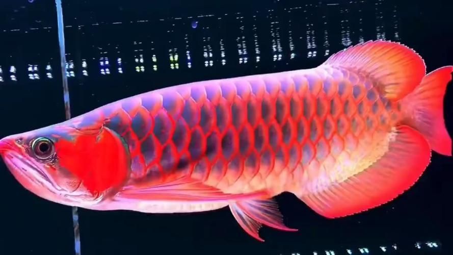 駐馬店魚(yú)缸批發(fā)市場(chǎng)，祥龍魚(yú)場(chǎng)，駐馬店標(biāo)準(zhǔn)魚(yú)缸批發(fā)市場(chǎng) 駐馬店魚(yú)缸批發(fā)市場(chǎng)，祥龍魚(yú)場(chǎng)，駐馬店標(biāo)準(zhǔn)魚(yú)缸批發(fā)市場(chǎng) vs祥龍魚(yú)場(chǎng) 第15張