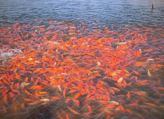 駐馬店魚(yú)缸批發(fā)市場(chǎng)，祥龍魚(yú)場(chǎng)，駐馬店標(biāo)準(zhǔn)魚(yú)缸批發(fā)市場(chǎng) 駐馬店魚(yú)缸批發(fā)市場(chǎng)，祥龍魚(yú)場(chǎng)，駐馬店標(biāo)準(zhǔn)魚(yú)缸批發(fā)市場(chǎng) vs祥龍魚(yú)場(chǎng) 第2張