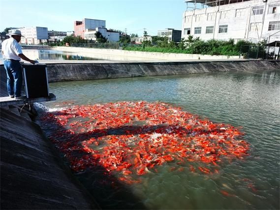 駐馬店魚(yú)缸批發(fā)市場(chǎng)，祥龍魚(yú)場(chǎng)，駐馬店標(biāo)準(zhǔn)魚(yú)缸批發(fā)市場(chǎng) 駐馬店魚(yú)缸批發(fā)市場(chǎng)，祥龍魚(yú)場(chǎng)，駐馬店標(biāo)準(zhǔn)魚(yú)缸批發(fā)市場(chǎng) vs祥龍魚(yú)場(chǎng) 第5張