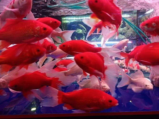 遵義觀賞魚批發市場是一個專業的觀賞魚批發市場在哪里，遵義觀賞魚批發市場在哪里，