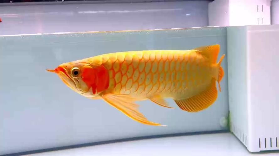 惠州魚缸批發(fā)市場祥龍魚場-祥龍魚場-，廣東惠州魚缸批發(fā)市場
