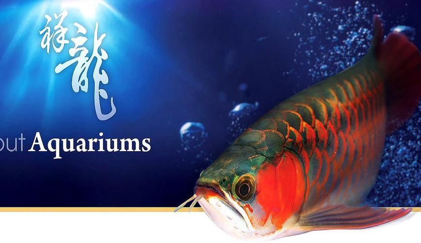 上饒水族批發市場是一個集水族養殖、銷售、觀賞和文化交流于一體的綜合性市場，上饒水族批發市場-祥龍魚場