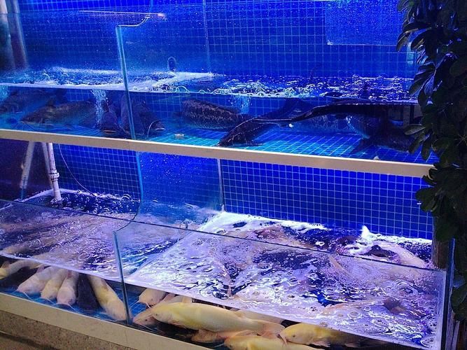 上饒水族批發市場是一個集水族養殖、銷售、觀賞和文化交流于一體的綜合性市場，上饒水族批發市場-祥龍魚場