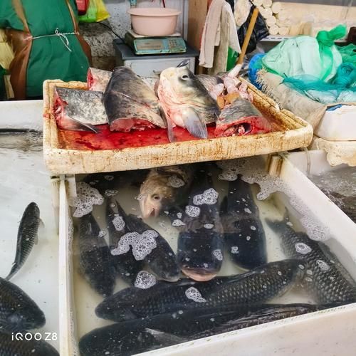 上饒水族批發市場是一個集水族養殖、銷售、觀賞和文化交流于一體的綜合性市場，上饒水族批發市場-祥龍魚場