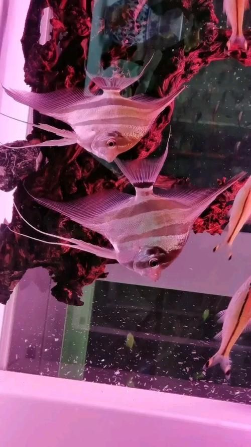 菏澤觀賞魚批發市場是一個充滿活力、服務周到的市場，祥龍魚場在菏澤的市場份額是多少？