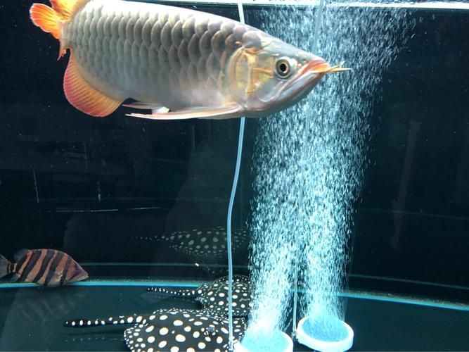 深圳龍魚批發市場有哪些知名商家？，深圳龍魚批發市場是高端觀賞魚領域的標桿