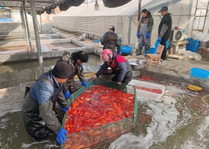 河南南陽觀賞魚批發市場是一個專門銷售各種觀賞魚的綜合性市場，南陽觀賞魚批發市場是一個專門銷售各種觀賞魚的綜合性市場