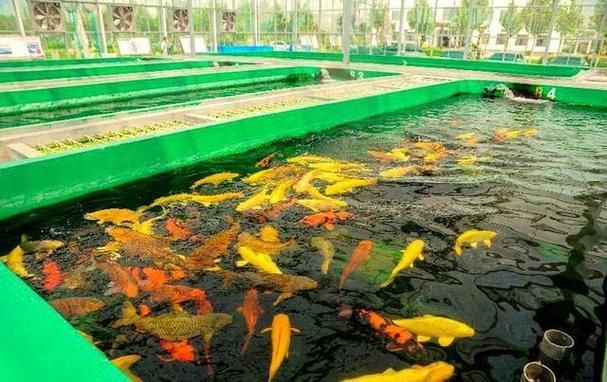 河南南陽觀賞魚批發市場是一個專門銷售各種觀賞魚的綜合性市場，南陽觀賞魚批發市場是一個專門銷售各種觀賞魚的綜合性市場