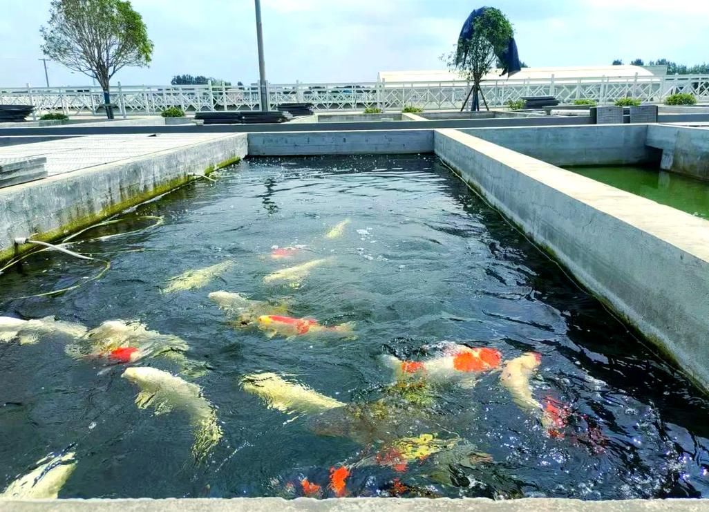 河南南陽觀賞魚批發市場是一個專門銷售各種觀賞魚的綜合性市場，南陽觀賞魚批發市場是一個專門銷售各種觀賞魚的綜合性市場