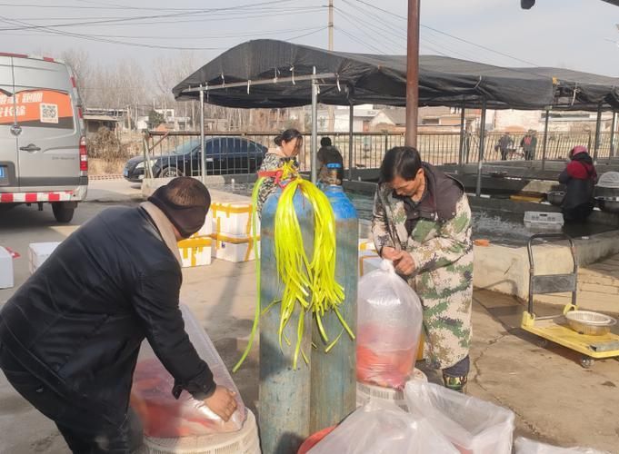 河南南陽觀賞魚批發市場是一個專門銷售各種觀賞魚的綜合性市場，南陽觀賞魚批發市場是一個專門銷售各種觀賞魚的綜合性市場