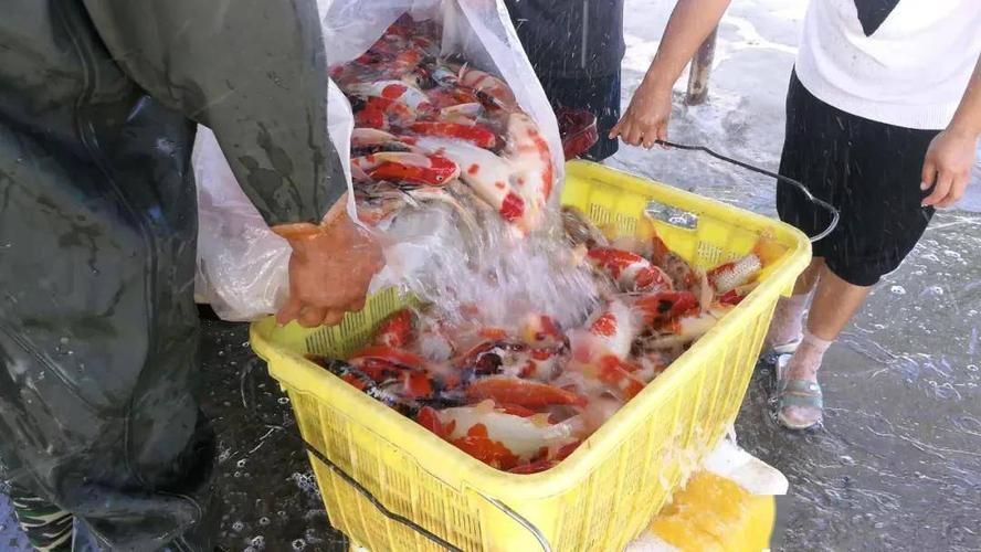 河南南陽觀賞魚批發市場是一個專門銷售各種觀賞魚的綜合性市場，南陽觀賞魚批發市場是一個專門銷售各種觀賞魚的綜合性市場
