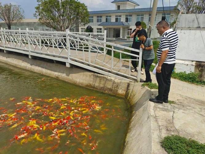 河南南陽觀賞魚批發市場是一個專門銷售各種觀賞魚的綜合性市場，南陽觀賞魚批發市場是一個專門銷售各種觀賞魚的綜合性市場