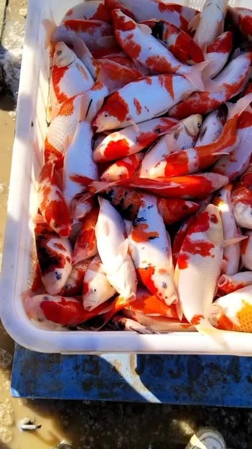 河南南陽觀賞魚批發市場是一個專門銷售各種觀賞魚的綜合性市場，南陽觀賞魚批發市場是一個專門銷售各種觀賞魚的綜合性市場