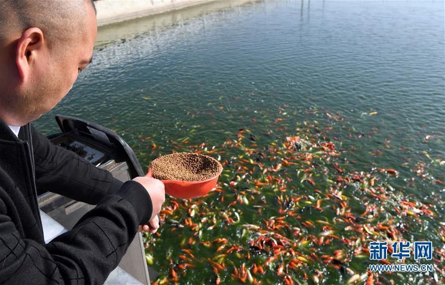 河南南陽觀賞魚批發市場是一個專門銷售各種觀賞魚的綜合性市場，南陽觀賞魚批發市場是一個專門銷售各種觀賞魚的綜合性市場