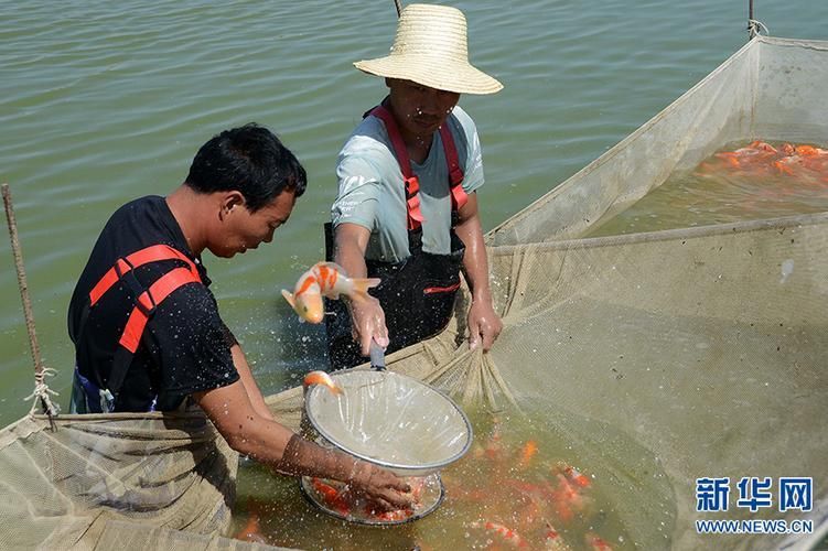 河南南陽觀賞魚批發市場是一個專門銷售各種觀賞魚的綜合性市場，南陽觀賞魚批發市場是一個專門銷售各種觀賞魚的綜合性市場