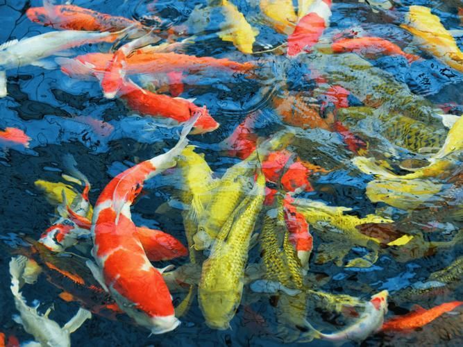 河南南陽觀賞魚批發市場是一個專門銷售各種觀賞魚的綜合性市場，南陽觀賞魚批發市場是一個專門銷售各種觀賞魚的綜合性市場