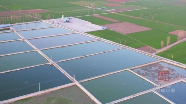 河南南陽觀賞魚批發市場是一個專門銷售各種觀賞魚的綜合性市場，南陽觀賞魚批發市場是一個專門銷售各種觀賞魚的綜合性市場