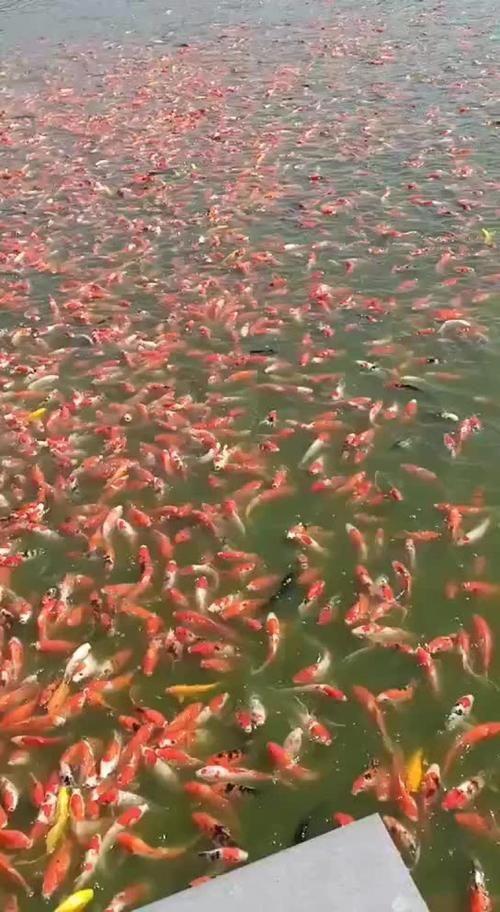 河南南陽觀賞魚批發市場是一個專門銷售各種觀賞魚的綜合性市場，南陽觀賞魚批發市場是一個專門銷售各種觀賞魚的綜合性市場