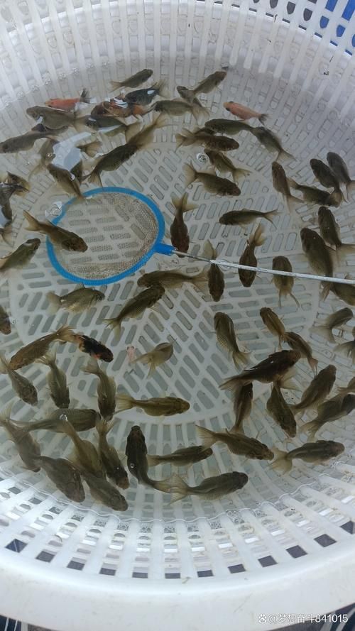 河南南陽觀賞魚批發市場是一個專門銷售各種觀賞魚的綜合性市場，南陽觀賞魚批發市場是一個專門銷售各種觀賞魚的綜合性市場