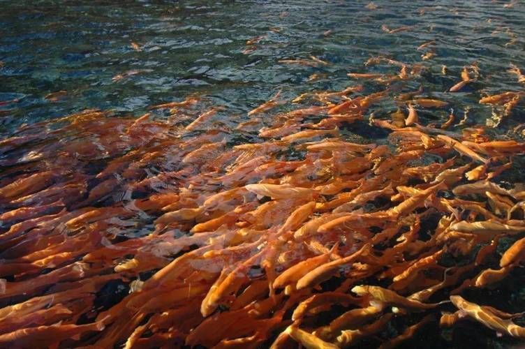 河南南陽觀賞魚批發市場是一個專門銷售各種觀賞魚的綜合性市場，南陽觀賞魚批發市場是一個專門銷售各種觀賞魚的綜合性市場