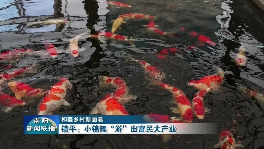 河南南陽觀賞魚批發市場是一個專門銷售各種觀賞魚的綜合性市場，南陽觀賞魚批發市場是一個專門銷售各種觀賞魚的綜合性市場
