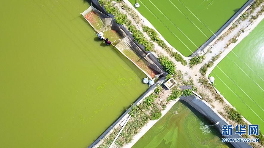 河南南陽觀賞魚批發市場是一個專門銷售各種觀賞魚的綜合性市場，南陽觀賞魚批發市場是一個專門銷售各種觀賞魚的綜合性市場