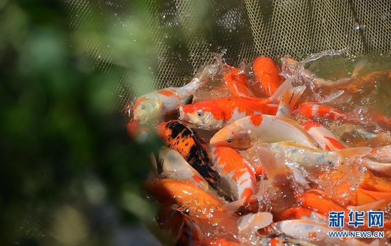 河南南陽觀賞魚批發市場是一個專門銷售各種觀賞魚的綜合性市場，南陽觀賞魚批發市場是一個專門銷售各種觀賞魚的綜合性市場