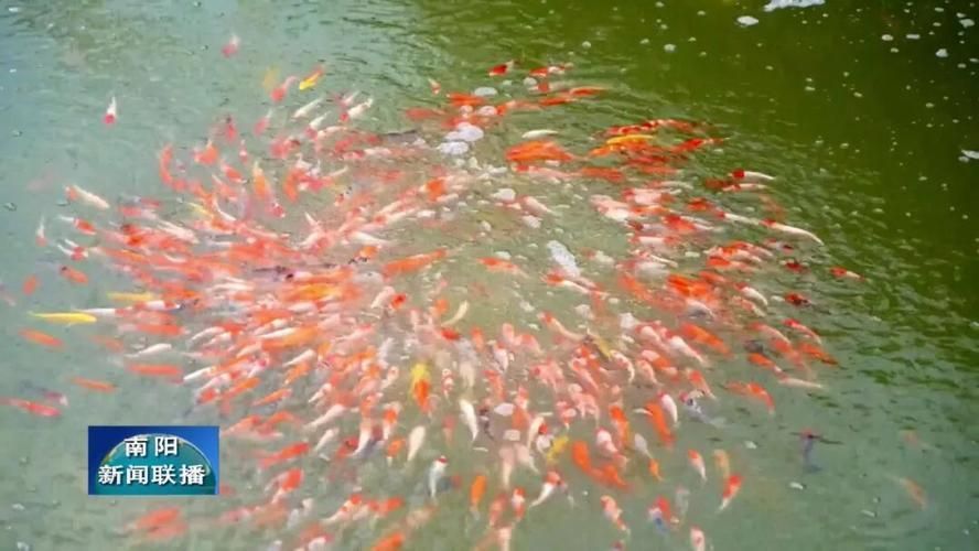 河南南陽觀賞魚批發市場是一個專門銷售各種觀賞魚的綜合性市場，南陽觀賞魚批發市場是一個專門銷售各種觀賞魚的綜合性市場