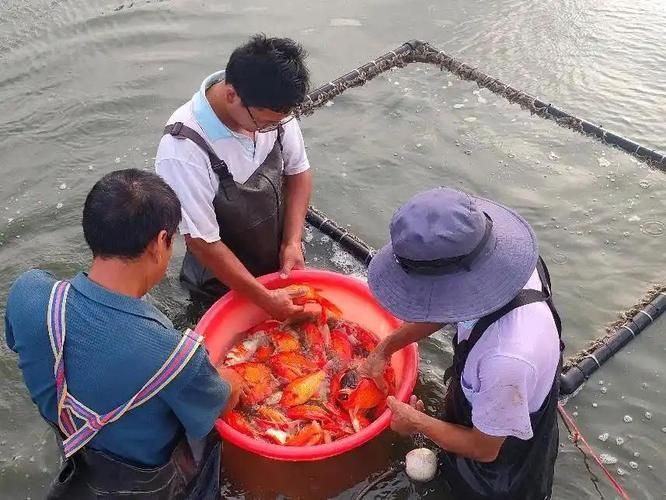 河南南陽觀賞魚批發市場是一個專門銷售各種觀賞魚的綜合性市場，南陽觀賞魚批發市場是一個專門銷售各種觀賞魚的綜合性市場